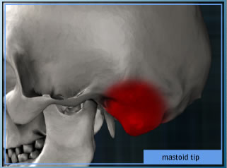 Mastoid Tip