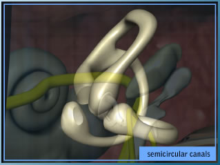 Semi-circular canals