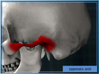 Zygomatic Arch